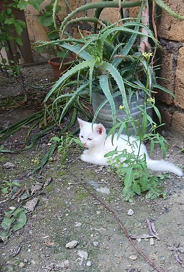 Кошки: Самец, В добрые руки, Самовывоз — 1
