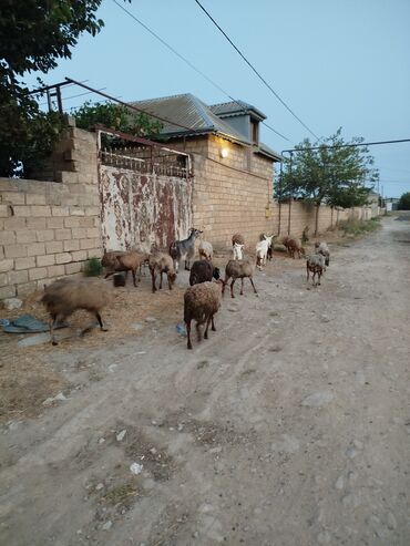 Dişi, Qala, il: 1, Damazlıq