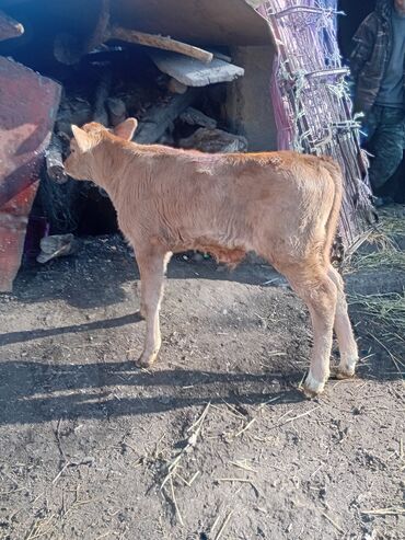 Коровы, быки: Продаю | Музоо, торпок | Полукровка | На откорм — 2