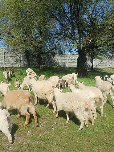 Козы, козлы: Продаю | Коза (самка), Козёл (самец), Козлёнок | Зааненская, Битал | Для разведения, Для молока | Племенные, Котные, Осеменитель — 10