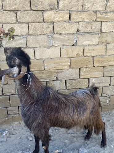 Keçi, çəpiş: Hələbdi safqan əsl saxlanmalı heyvandı, cavandı çox iri heyvandı başqa — 5