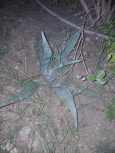 col bitkiləri: Agave americana – dekorativ sukulent - Bitki növü: Agave americana — 2