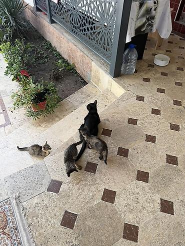 котята ош: Кошка даром: Беспородная, 2 месяца, Девочка — 4