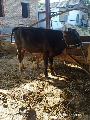 Коровы, быки: Продаю | Бык (самец) | Алатауская