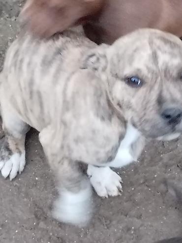 İtlər: Pitbul, 2 ay, Dişi — 17