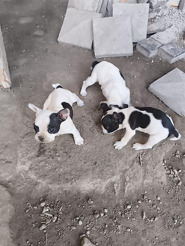 пекинес бишкек: Бульдог, 1 месяц, Самец, С прививкой — 6