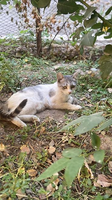 отдам котят в добрые руки: Котята домашние, разного окраса: - дымчатый серый короткошёрстный — — 1