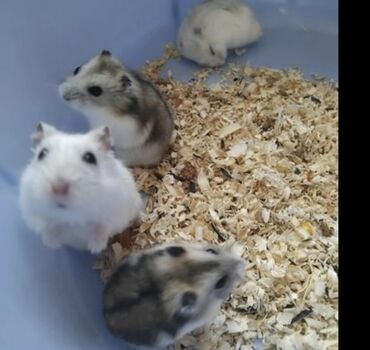 енот в баку купить: Məhsul: Cırtdan xomyaklar (hamster) Təsvir: - Kiçik ölçülü, evdə