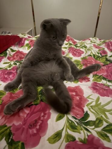 купить кота вислоухий британец: Шотландский вислоухий котенок (Scottish Fold), окрас голубой. 6 -7