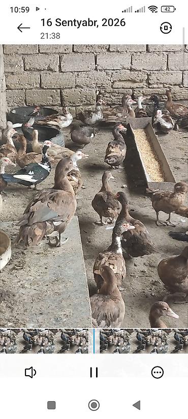qaz ördey: Cins lal ördəklər satılır — 3