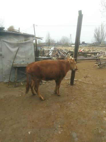 Dana, buzov: Qara mal – dişi dana/sığır - Rəng: qırmızı-qonur, alnı və burnu ağ — 10