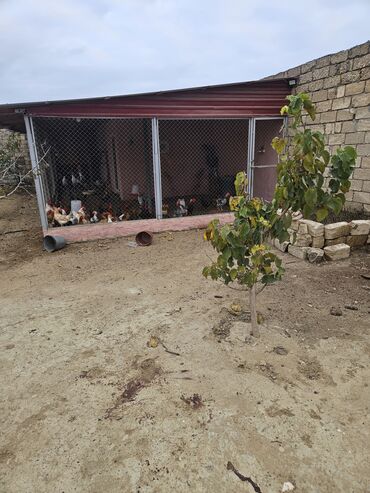 Bağ evlərinin satışı: Bakı, Nardaran qəs., 82 kv. m, 3 otaqlı, İnternet — 8