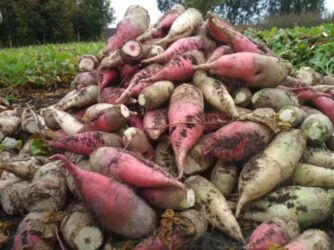 умывальники для дачи бишкек: Свёкла кормовая Свёкла кормовая – корнеплоды крупного размера