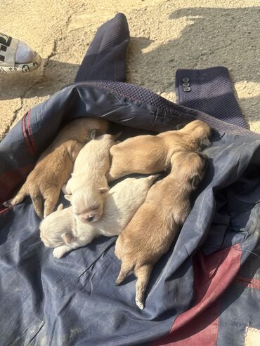 Akvariumlar: Pekines, 1 ay, Dişi, Peyvəndli, Ünvandan götürmə