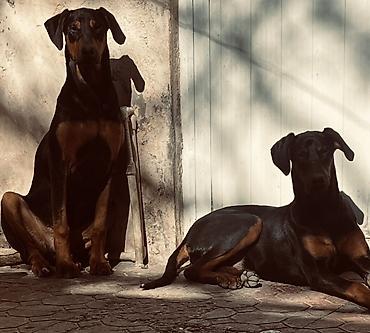 dişi doberman: Doberman, 1 ay — 7