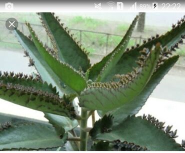 Otaq bitkiləri: Kalanxoe gulu Satiram evde ozum ekirem dibceylerde qiymeti dibceyin