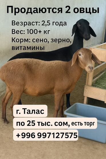 можно купить собаку: Сатам | Ургаачы кой (ургаачы) | Союуга lalafo.kg да можно купить собаку: Сатам | Ургаачы кой (ургаачы) | Союуга