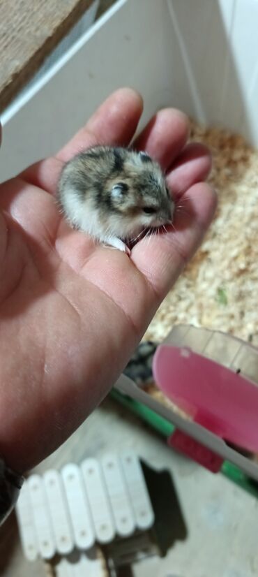 Gəmiricilər: Salam gördüyünüz cunqar hemsdırları sahipləndirilir kariçnivi ananın 4 — 12