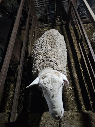 Баран, овца: Продаю | Баран (самец) | Для разведения | Осеменитель — 4