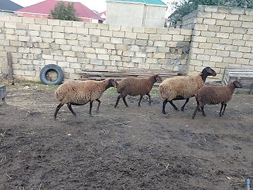 keci disi: Dişi, il: 3, Damazlıq, Ünvandan götürmə — 2