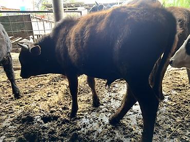 Коровы, быки: Продаю | Бык (самец) | Привязанные — 8