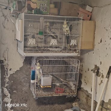 Tutuquşları: Hazir Ferma tecili. Satilir. unvan Sumqayit Yem temizleyen aparat fofo — 2