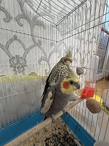 Зоотовары: Nimfa (Cockatiel) cütü və qəfəs dəsti Məhsulun təsviri: - İki ədəd — 3