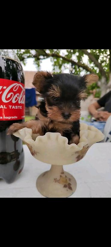 Psi: Jorkšir terijer – štenci iz kućnog legla majka ima kilo i po otac 980 — 7