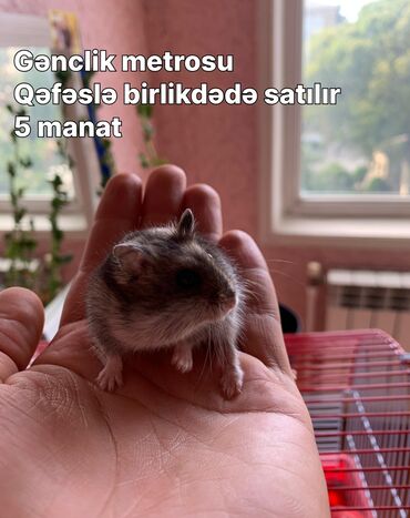 Gəmiricilər: Cırtdan hamster – Dwarf/Roborovski tipli Məhsul təsviri: - Kiçik