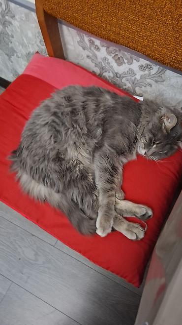 pers pişiyi: Boz tüklü, uzun və yumşaq xəzə malik ev pişiyi. Orta–böyük ölçü, iri — 2