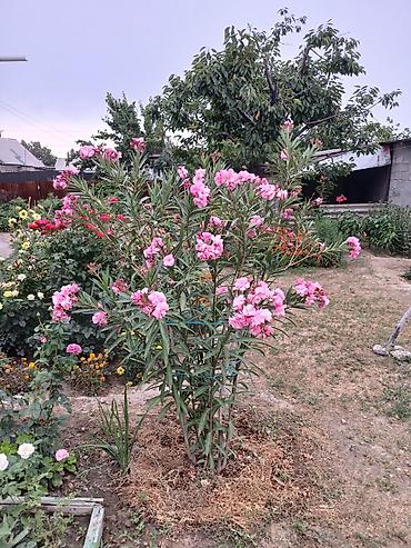 садовой: Олеандр розовый в горшках — саженцы - Культура: Nerium oleander — 3