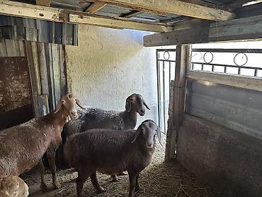 овцы: Продаю | Овца (самка), Ягненок, Баран (самец) | На забой, Для разведения — 2