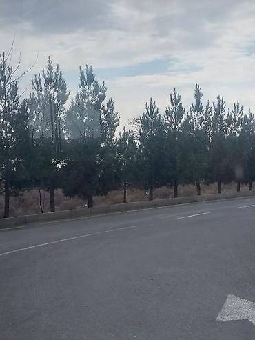 masazırda iş: Yasayıs massivinde erazi temizliyin yasıllıq abadlıgın mezaretde — 1