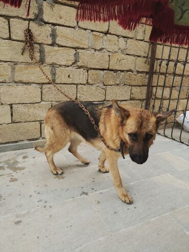 pitbull iti: Alman çoban iti, 1 il, Dişi, Peyvəndli, Ünvandan götürmə