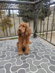 İtlər: Koker spaniyel, 1 il, Erkek, Peyvəndli -da lalafo.az — 13 İtlər: Koker spaniyel, 1 il, Erkek, Peyvəndli — 13