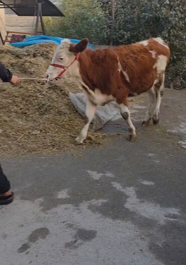 ağ dovşan: Məhsul: Dana (Simental tipli, al-qəhvəyi və ağ rəngli) Xüsusiyyətlər