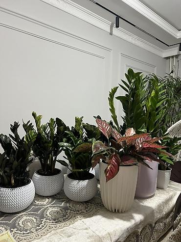 Аглаонемы: Аглаонема (Aglaonema) с вариегатной листвой — крупные — 76