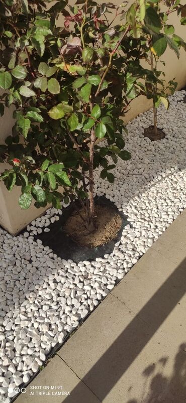 Dekorativ daşlar: Tam təbii Dekorativ ağ daşlar. Ağ və müxtəlif rənglərdə mövcuddur -da lalafo.az — 4 Dekorativ daşlar: Tam təbii Dekorativ ağ daşlar. Ağ və müxtəlif rənglərdə mövcuddur — 4