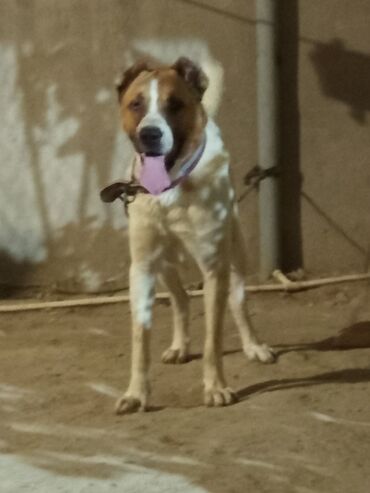 в добрые руки собаку: Qafqaz çoban iti, 1 il, Erkek, Peyvəndli, Ünvandan götürmə