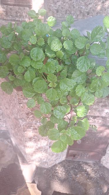 Денежное дерево: Г.Ош продаю цветы по 250 сом — 5