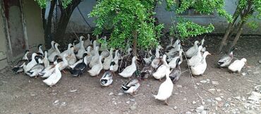 K/t heyvanları və malları: Dişi, | Kuban, Yumurtalıq, Pulsuz çatdırılma lalafo.az -da K/t heyvanları və malları: Dişi, | Kuban, Yumurtalıq, Pulsuz çatdırılma