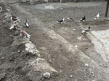 papuqay type 0: Delfinler satilir ciddi alicilar yazsin — 2