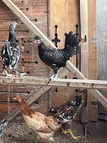 ev qus: Toyuq, Damazlıq, Ünvandan götürmə, Pulsuz çatdırılma, Rayonlara çatdırılma — 4