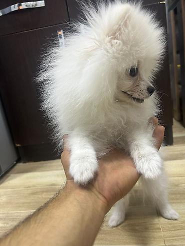 spitz it: Şpitz, 3 ay, Dişi — 1