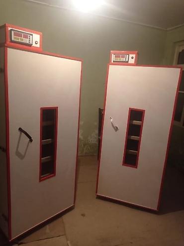 heyvanların sexsi: İnkubator 1000 yumurtalıq zakasla yigilir tam afdamat isdeyeyir unvan — 1