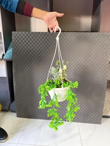 Otaq bitkiləri: Asma saksıda dekorativ yaşıl bitki - Ağ rəngli asma plastik saksı -da lalafo.az — 10 Otaq bitkiləri: Asma saksıda dekorativ yaşıl bitki - Ağ rəngli asma plastik saksı — 10