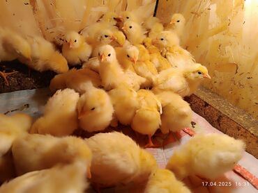 Птицы: Продаю цыплят мясояичной породы Адлерская Серебристая Возраст от 7 at lalafo.kg Птицы: Продаю цыплят мясояичной породы Адлерская Серебристая Возраст от 7