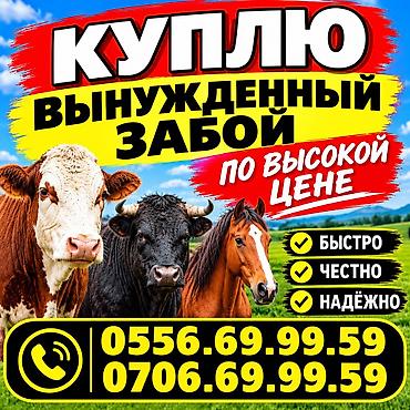 микро чихуахуа купить: Частное лицо : Коровы, быки, | На забой, на мясо — 1