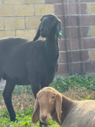 белый померанский шпиц цена: Сатам | Козу | Арашан | Көбөйтүү үчүн | Асыл тукумдуу