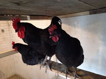 Ördəklər: Toyuq, Australorp, Damazlıq, Ünvandan götürmə